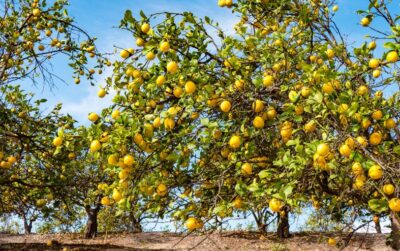 lemon orchard